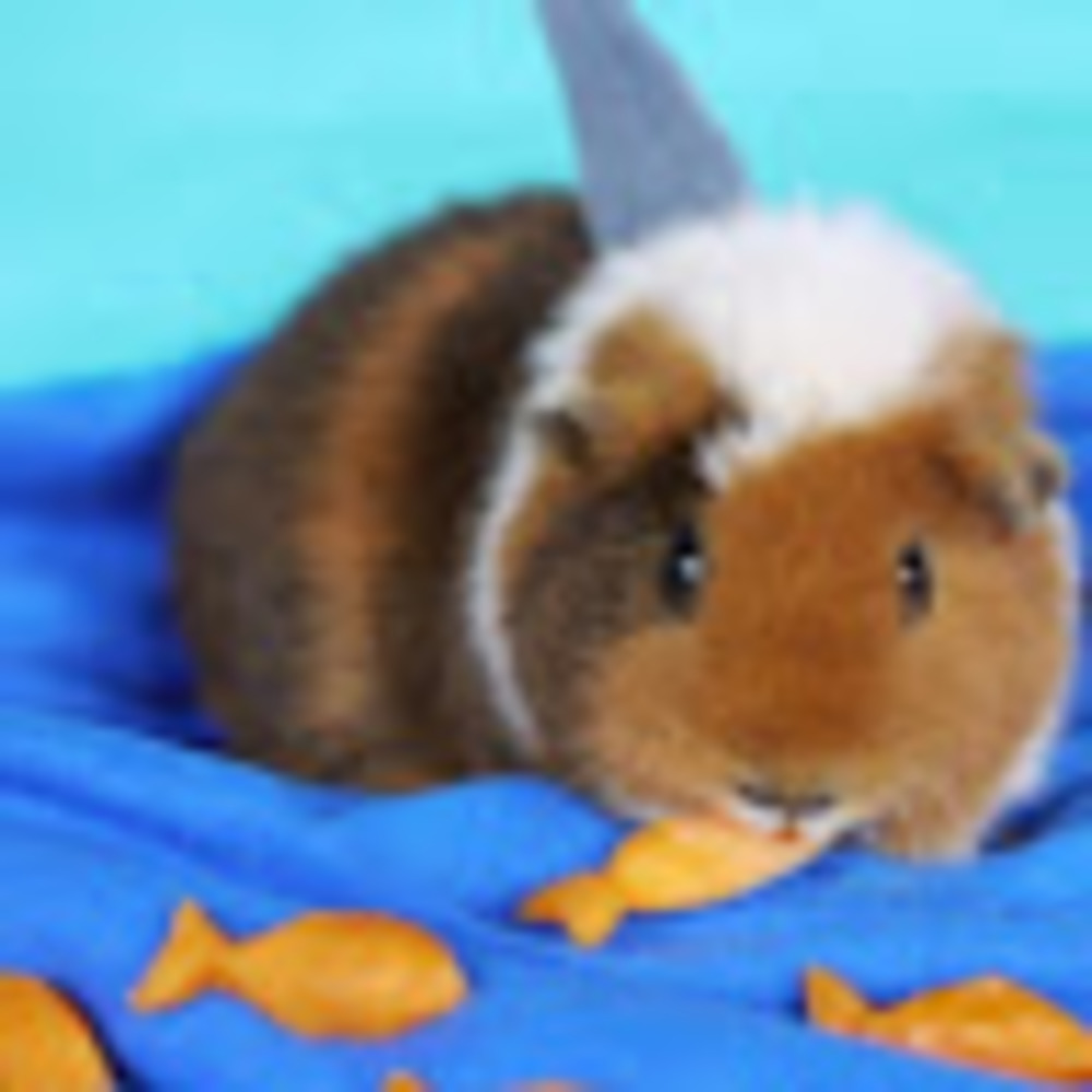 Meet your Posher, Cynthia